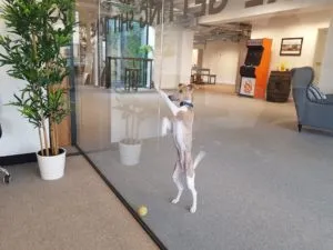 Henry the Whippet in the FireCask office
